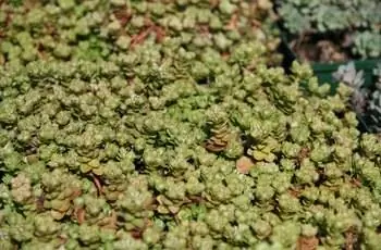 Крупный план очитка трехлистного (Sedum ternatum), растущего как почвопокровное.