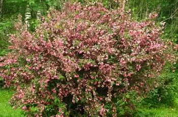 Большой куст вейгелы (Weigela florida), возможно, нуждается в обрезке.