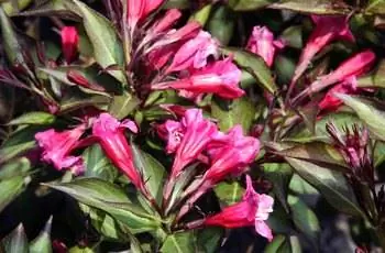 Крупный план цветов куста вейгелы Александры (Weigela florida 'Alexandra').