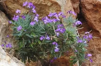 Прекрасное растение (Matthiola incana), растущее вдоль камней.