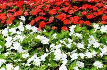 Ряды белых и красных цветов недотроги (Impatiens walleriana), растущих в андалузской деревне.