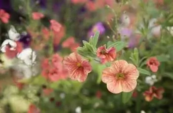 Крупный план цветущих оранжевых и белых петуний миллифлора (Petunia x Hybrida Milliflora).