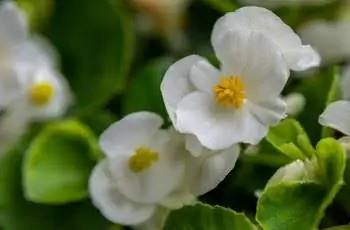 Крупный план цветков белой восковой бегонии (Semperflorens x semperflorens-cultorum) с желтыми центрами в сельской местности.