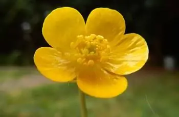 Крупный план желтого ползучего лютика (Ranunculus repens).