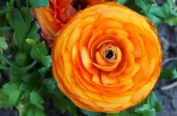 Снимок сверху вниз сияющего цветка персидского лютика Magic Orange (Ranunculus asiaticus 'Magic Orange').