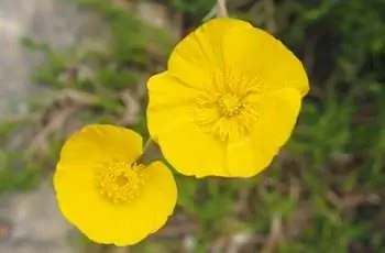 Сверху вниз два желтых травянистых цветка лютика (Ranunculus gramineus).