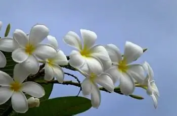 Результат некоторых белых цветов франжипани (Plumeria alba) на фоне голубого неба.