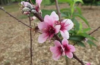 Крупный план прекрасных розовых и пурпурных цветов нектаринового дерева (Prunus persica var. nucipersica).