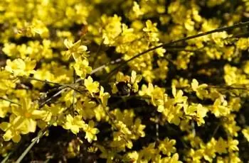 Пчела опыляет прекрасные цветы желтого зимнего жасмина (Jasminum nudiflorum).