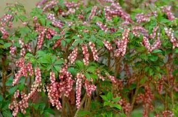 С их куста свисают восхитительные цветы японской андромеды (Pieris japonica).