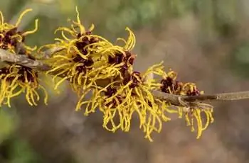 Крупный план красивых желтых цветов гамамелиса (Hamamelis mollis).