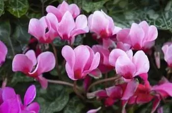 Цветки розового персидского цикламена (Cyclamen persicum) полностью цветут.