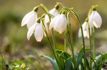 Крупный план изящных белых цветов подснежника (Galanthus nivalis).