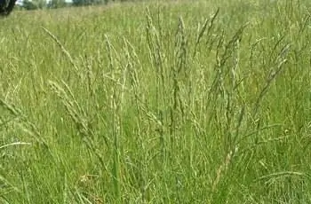 Поле с бороздчатой овсяницей (Festuca rupicola), растущей в Чехии.