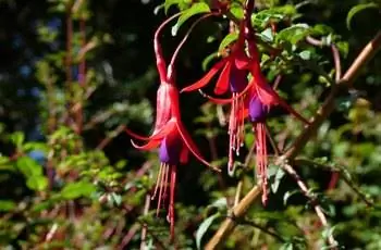 Три чудесных выносливых цветка фуксии (Fuchsia magellanica) свисают с ветки.