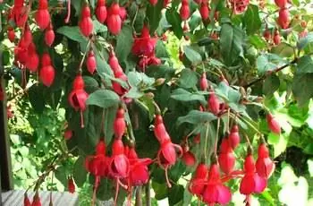 Гибридное растение фуксии (Fuchsia x Hybrida), наполненное цветущими цветами.