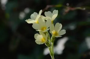 Несколько прекрасных цветков примулы бычьей (Primula elatior), тянущихся к небу.