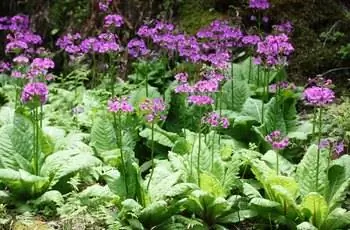 Горстка растений японской примулы (Primula japonica), растущих вместе, с цветущими фиолетовыми цветами.