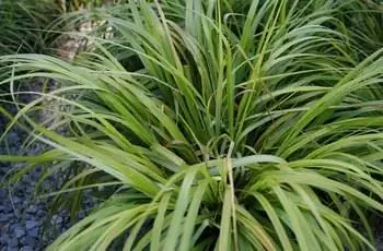 Крупный план растения черной фонтанной травы (Pennisetum alopecuroides ‘Moudry’).