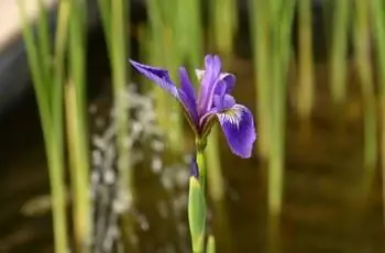 Крупный план прекрасного цветка голубого флага (Iris versicolor) под весенним солнцем.