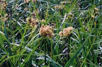 Крупный план зеленого камыша (Scirpus atrovirens).