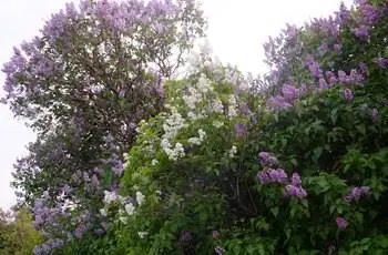 Результат кустов сирени обыкновенной (Syringa vulgaris).