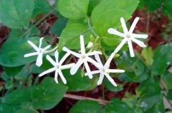 Несколько цветков испанского жасмина (Jasminum grandiflorum), указывающих на небо.