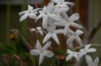 Несколько красивых цветков жасмина обыкновенного (Jasminum officinale).