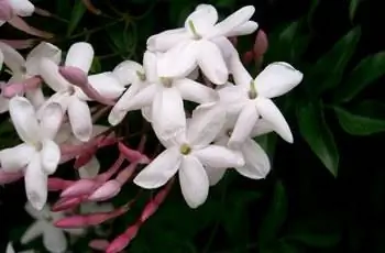 Крупный план цветов розового жасмина (Jasminum Polyantum).