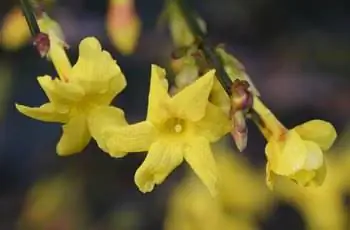 Крупный план цветов желтого зимнего жасмина (Jasminum nudiflorum).