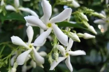 Крупный план цветков белого конфедеративного жасмина (Trachelospermum jasminoides).