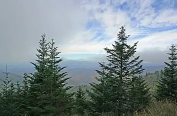 Горстка елей Фрейзера (Abies fraseri) растет на бульваре Блу-Ридж.