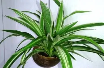 Паук (Chlorophytum comosum), висящий на белой стене.