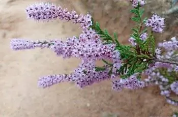 Крупный план прекрасных цветов шотландского вереска (Calluna vulgaris).