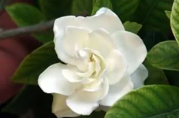 Крупный план цветка белой гардении (Gardenia jasminoides).