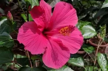 Прекрасный пурпурный тропический цветок гибискуса (Hibiscus rosa-sinensis‌) цветет.