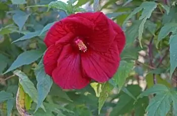 Темно-красный выносливый цветок гибискуса (Hibiscus moscheutos), указывающий на землю.