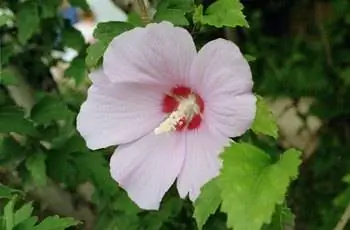 Красиво светло-розовая роза Шарона (Hibiscus syriacus) цветет в полном цвету.