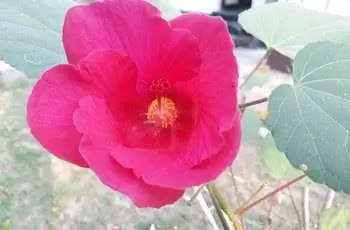 Крупный план ярко-розового цветка конфедеративной розы (Hibiscus mutabilis).