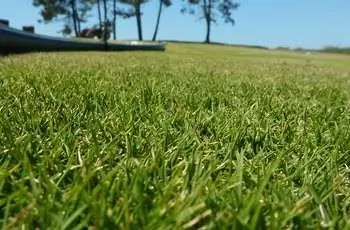 Низкий крупный план недавно скошенной зойсиагра (Zoysia tenuifolia).