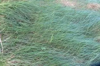 Густой участок овсяницы жевательной (Festuca Rubra subsp. commutata), растущей в Новой Зеландии.