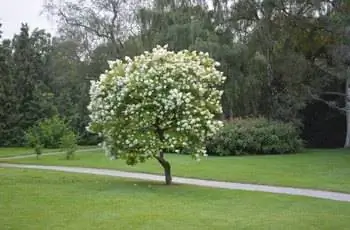 Одинокое японское дерево сирени (Syringa reticulata), растущее в ботаническом саду в Осло, Норвегия.