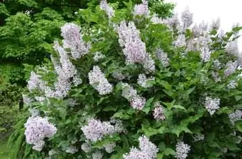 Сирень Мисс Ким маньчжурская (Syringa pubescens subsp. patula) представляет собой куст сирени среднего размера высотой от 8 до 10 футов и шириной от 6 до 8 футов.