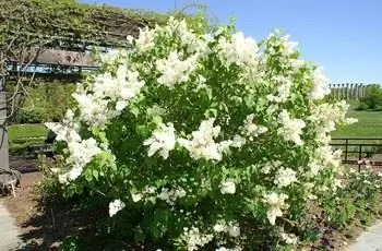 Широколистная сирень Бетси Росс (Syringa oblata var. Dilatata 'Betsy Ross'), растущая в Национальном дендрарии в Вашингтоне, округ Колумбия.