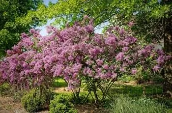 Несколько сиреней Блумеранга (Syringa 'Penda' Bloomerang), растущих в Мичигане.