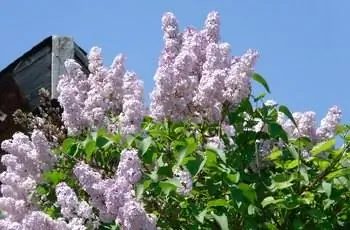 Результат цветущего куста сирени обыкновенной (Syringa vulgaris).