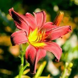 Этот прекрасный лилейник (Hemerocallis) ловит последние лучи вечернего солнца.