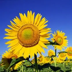 Топ 5 однолетников для Запада
