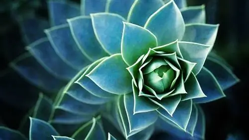 Как долго мои суккуленты могут выжить без воды?