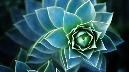 лук-порей [Sempervivum]